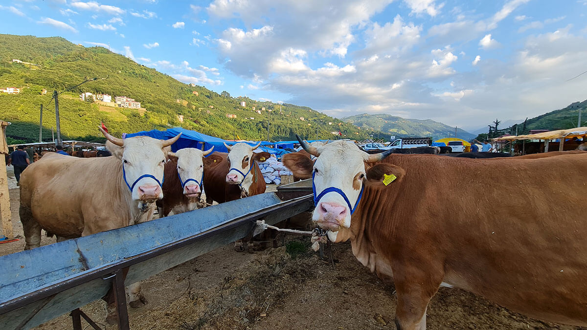 Aydoğan Çiftlik - Mehmet Aydoğan - Trabzon Adak Kurban Satış Hizmetleri