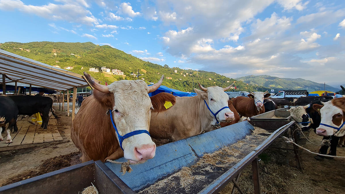 Aydoğan Çiftlik - Mehmet Aydoğan - Trabzon Adak Kurban Satış Hizmetleri