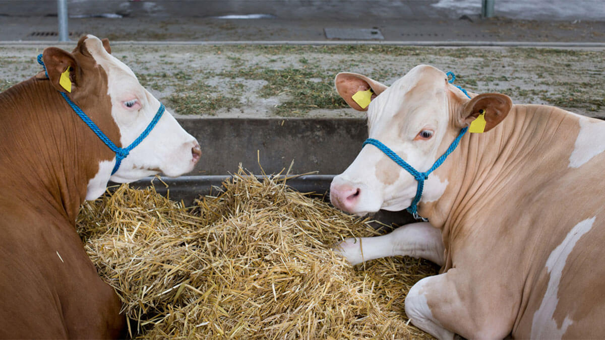 Aydoğan Çiftlik - Mehmet Aydoğan - Trabzon Adak Kurban Satış Hizmetleri
