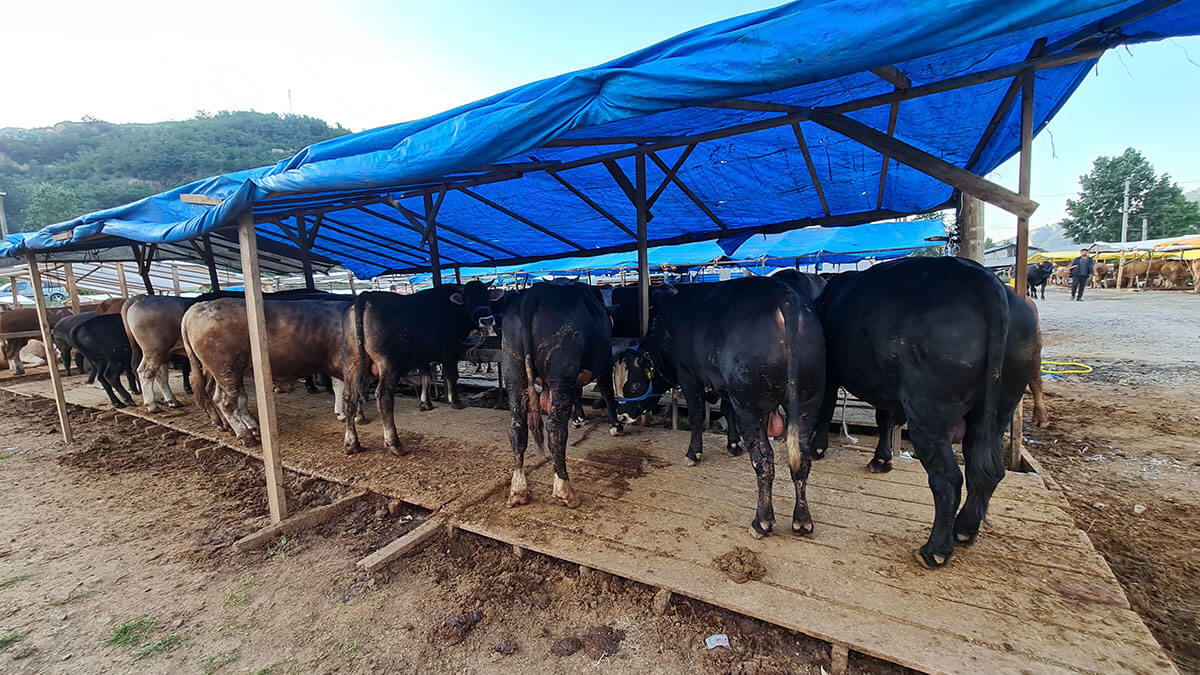 Aydoğan Çiftlik - Mehmet Aydoğan - Trabzon Adak Kurban Satış Hizmetleri